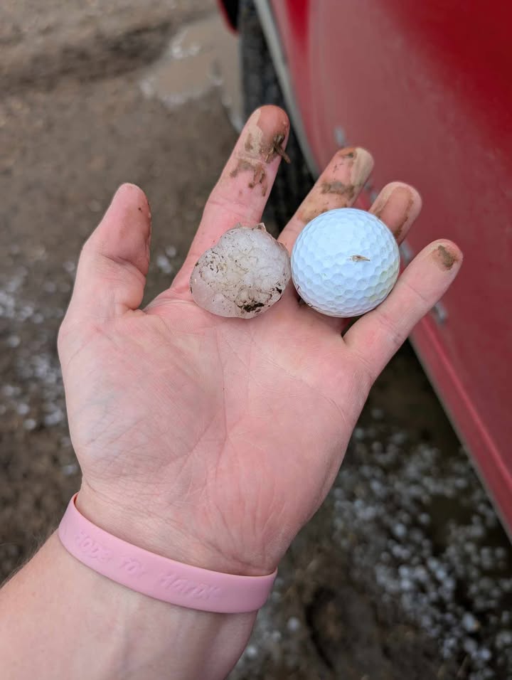 Hail stone compared to a golf ball. The hail is slightly smaller than the golf ball.
