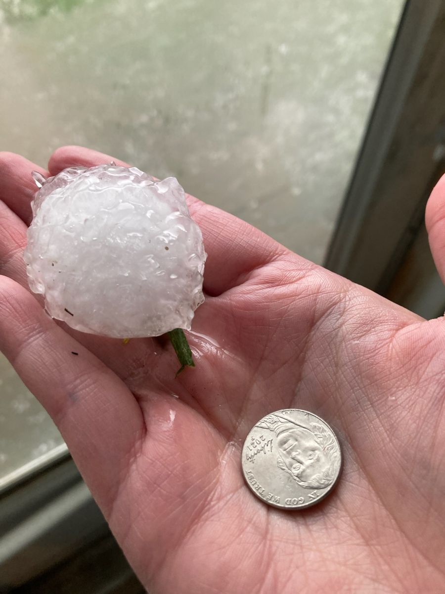 Hail stone compared to a nickel. The hail stone is about two times the diameter of the nickel.