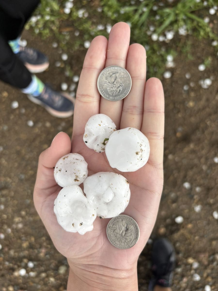 Photo of 5 hailstones in a hand with 2 quarters for size comparison. The 3 largest hailstones are larger than the quarters.