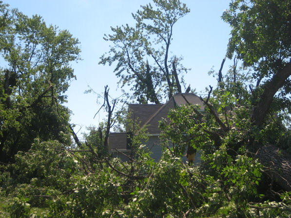 Tree damage from Tyler Tornado