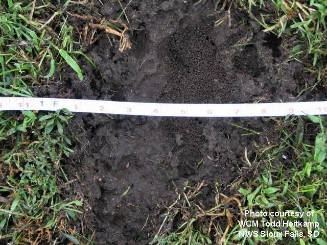 Divot measuring 9 to 10 inches across caused by large hail which fell in Dante, SD - August 21, 2007
