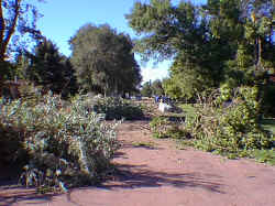 Downed Trees in Lennox, SD.