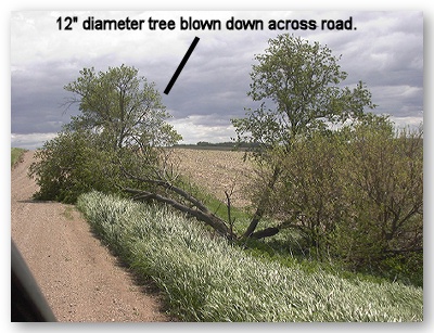 Photo of 12 inch diameter tree blown across the road.