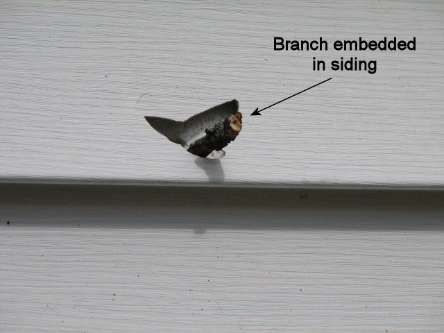 Closeup of one branch embedded in siding of house.