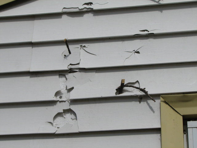 Branches embedded in siding of house
