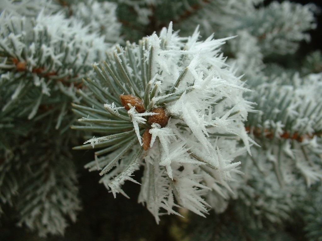 Frost on a pine tree - looking from the end of the branch