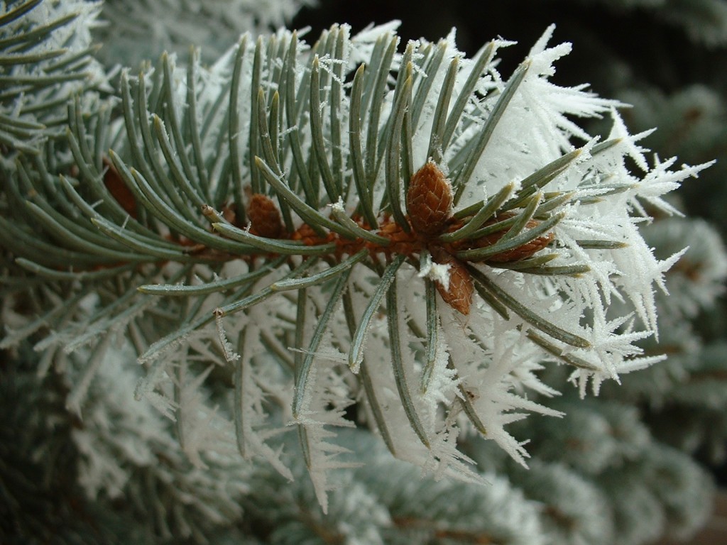 Frost on a pine tree - looking at the side of the branch