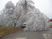 Ice covered tree in Paris, Tx