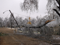 Tree downed by ice across powerlines.