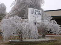 Tree covered in ice in Paris, Tx