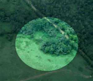 Tree damage near the Navarro/Freestone County Line: