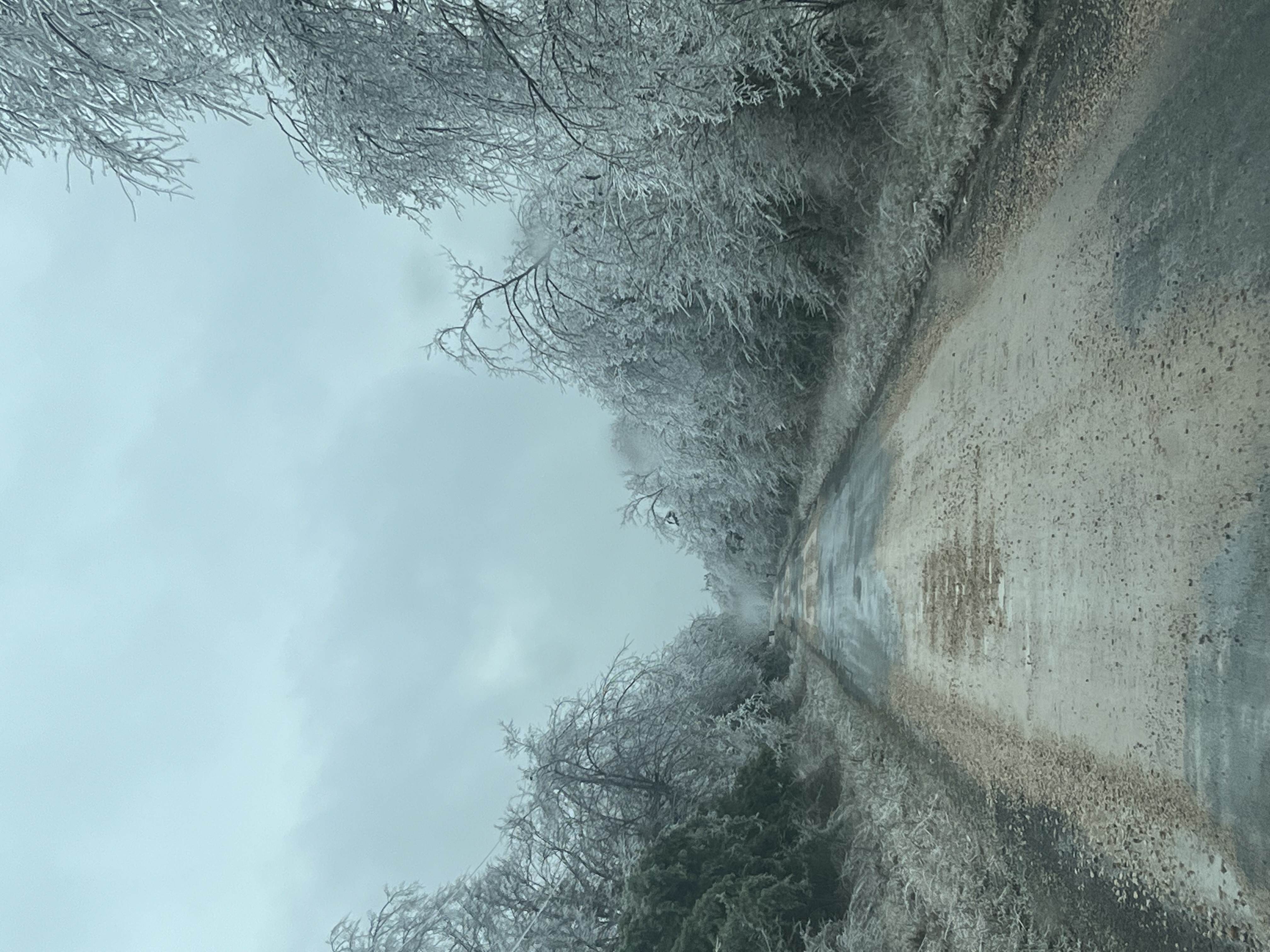 ice-coated trees (Lamar County)