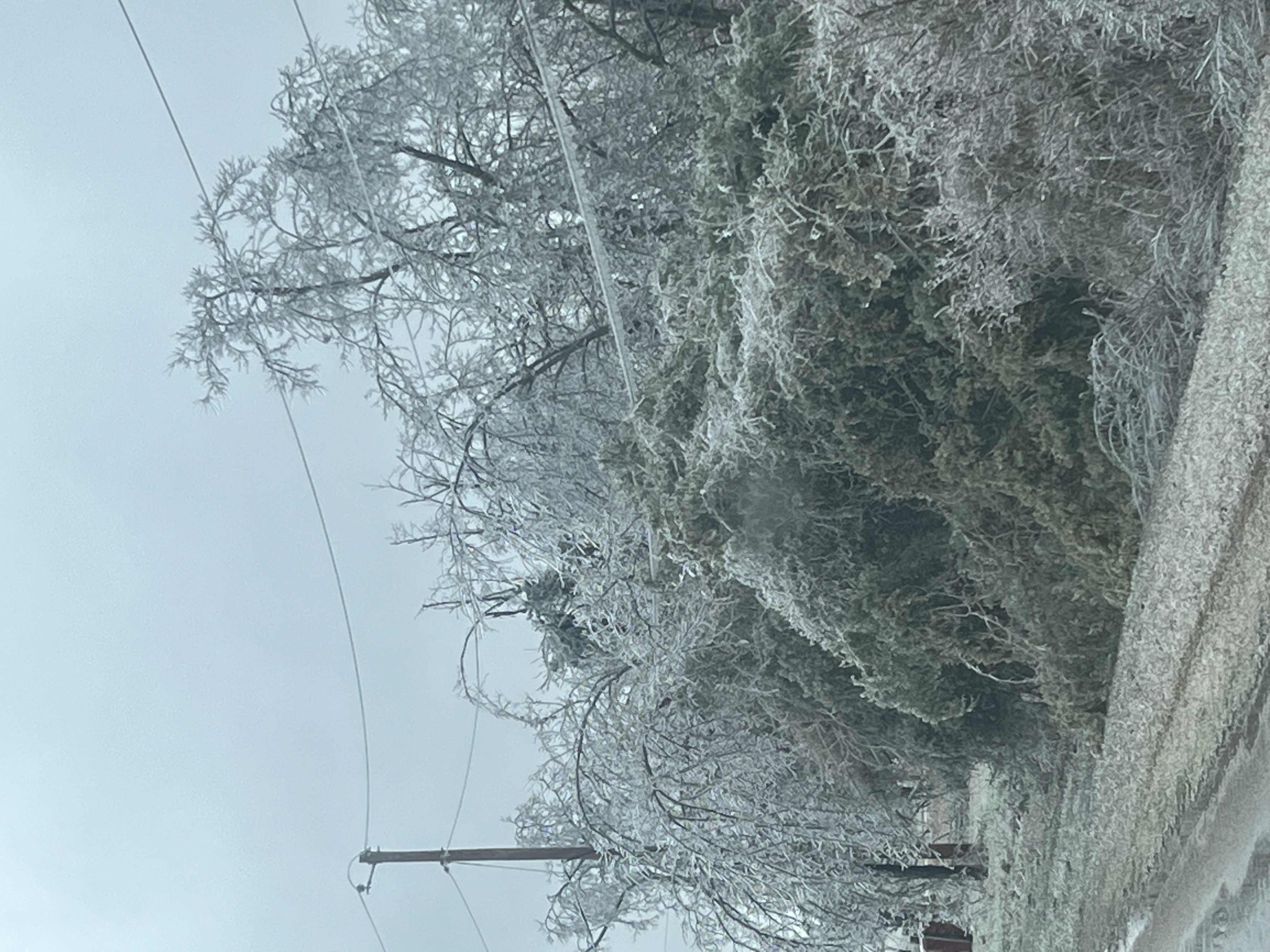 icy trees and power lines (Lamar County)