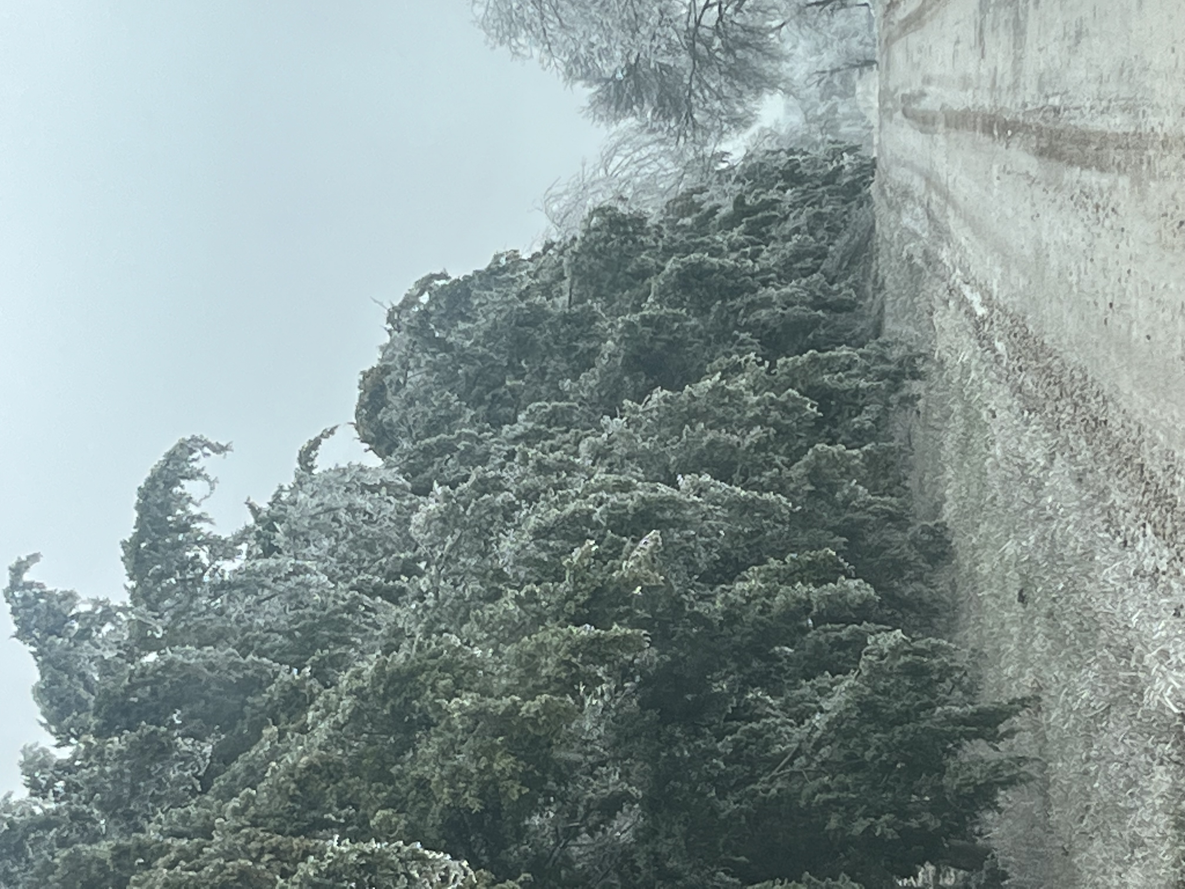 ice-coated trees (Lamar County)