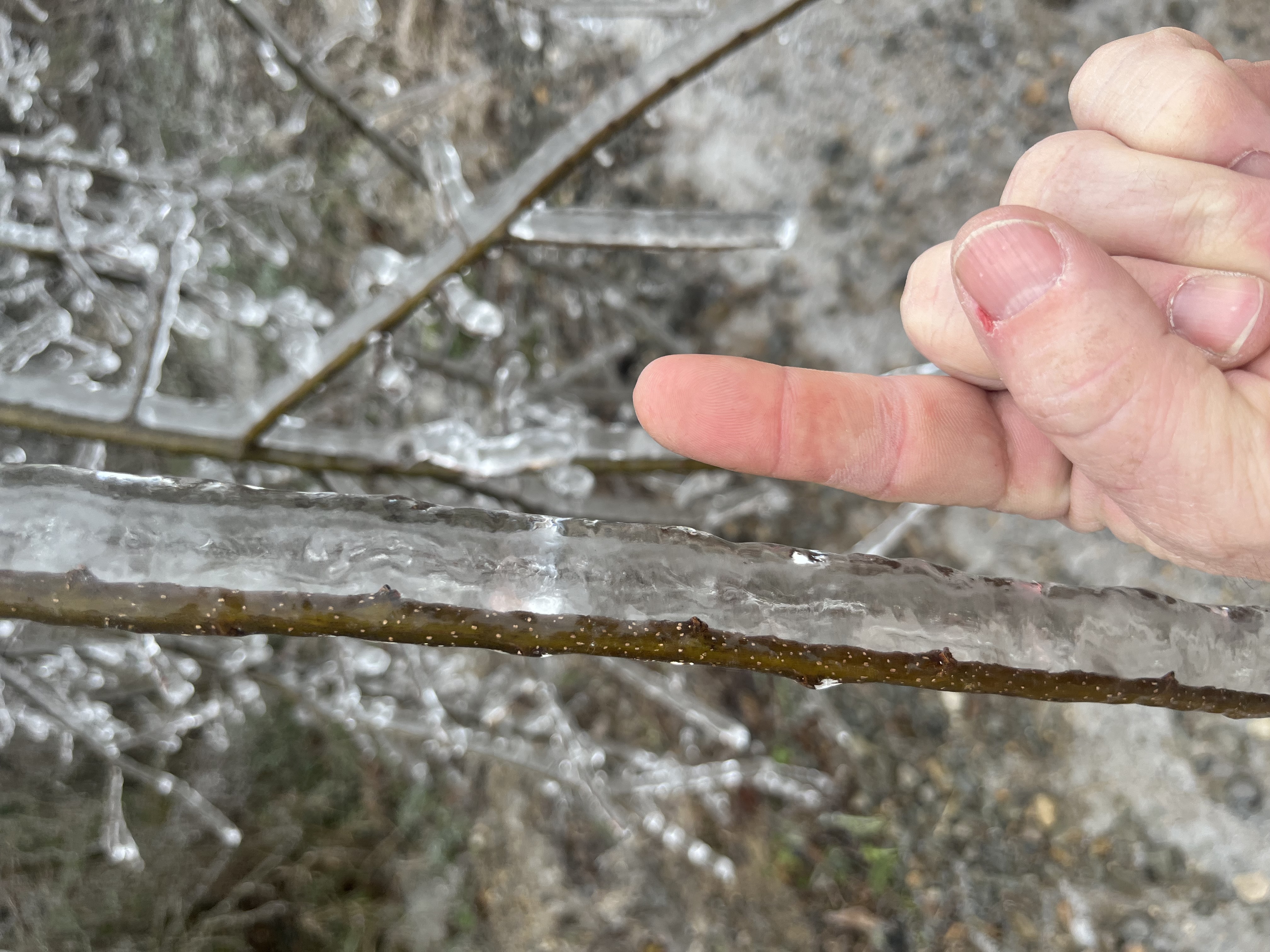 ice on a tree branch (Lamar County)