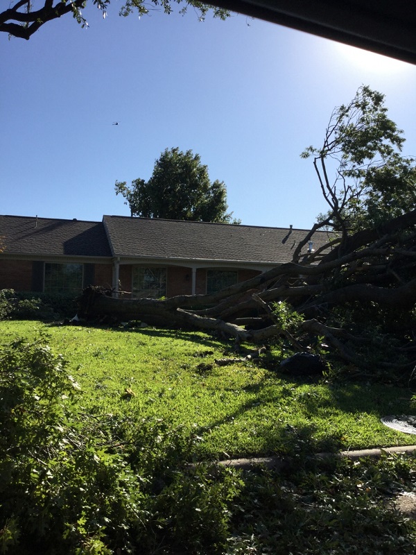 Coppedge Lane - Uprooted Tree