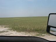 Wheat field destroyed after the June 1st 2011 hail storm in Alton, Kansas.