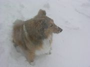 Sable the Weather Dog
