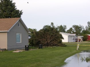Large evergreen tree blown over in Elm Creek. Photo by NWS staff.