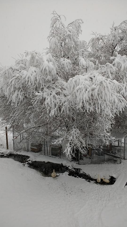 Snow covered trees in Mancos, CO
