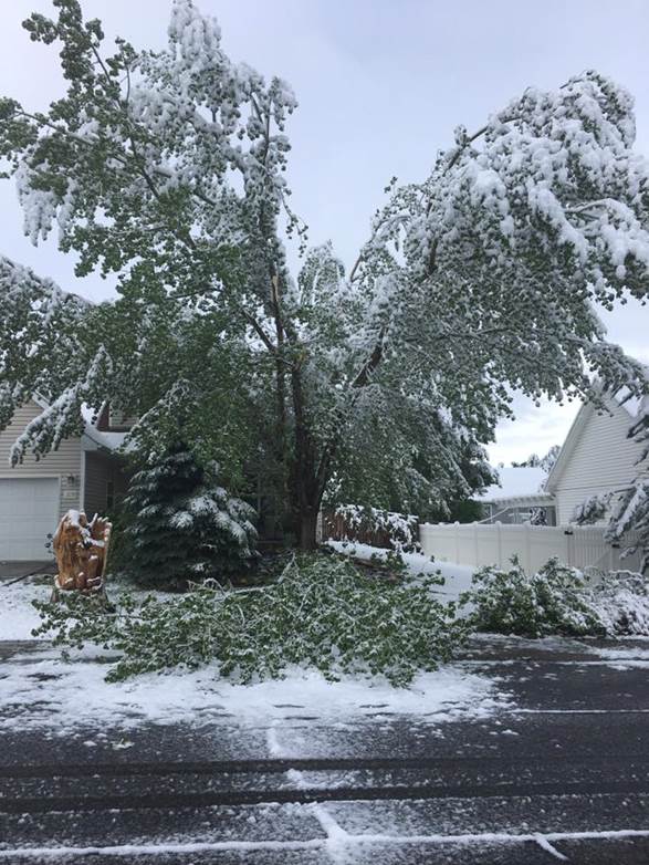 Montrose, CO Tree Damage