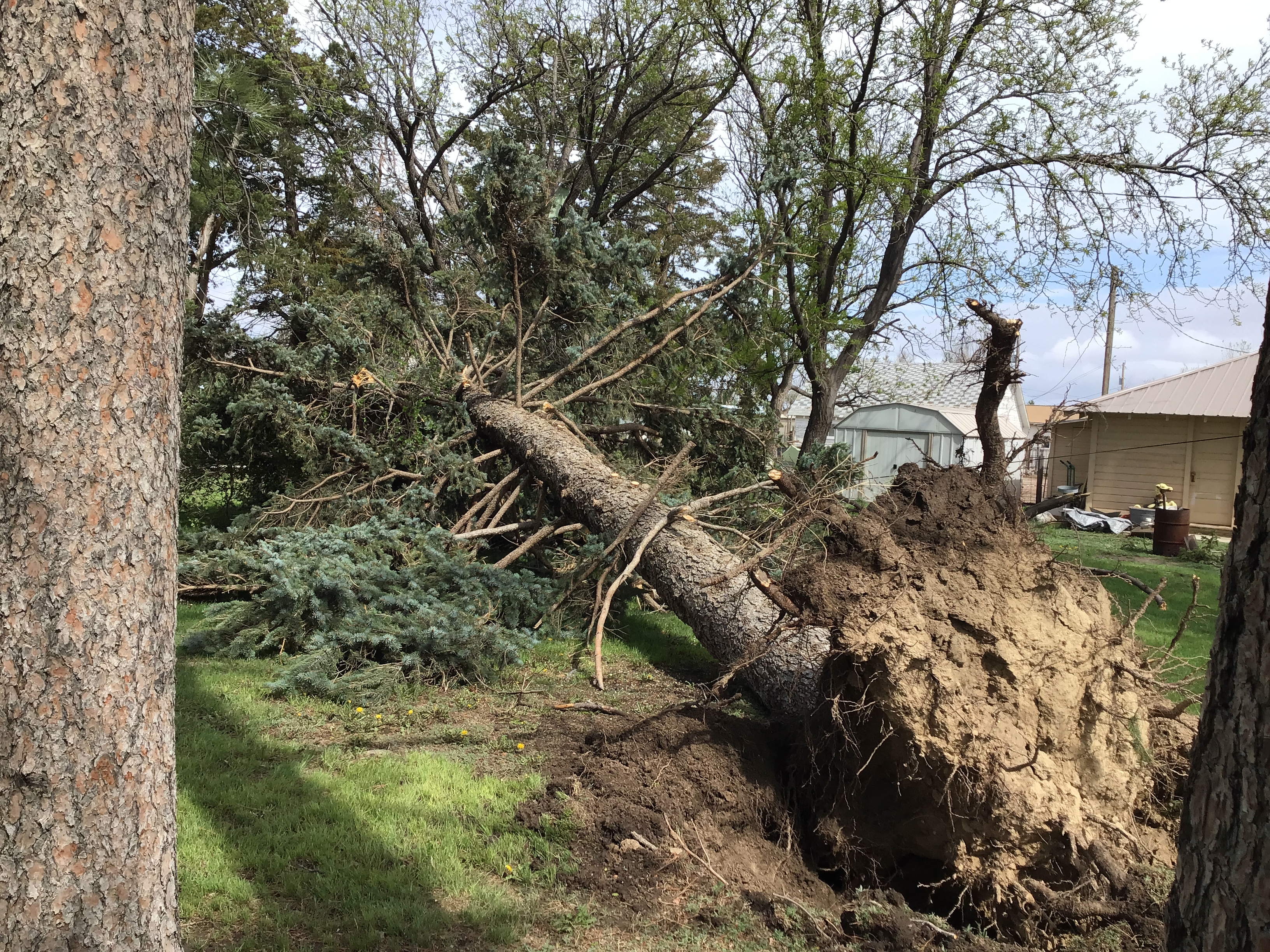 Weskan Tornado - Blue Spruce Uprooted