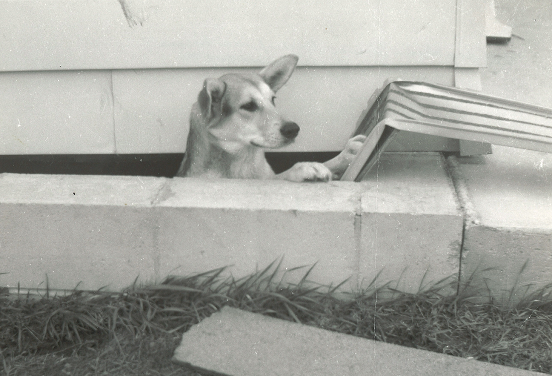 A family pet after the tornado of April 11, 1965