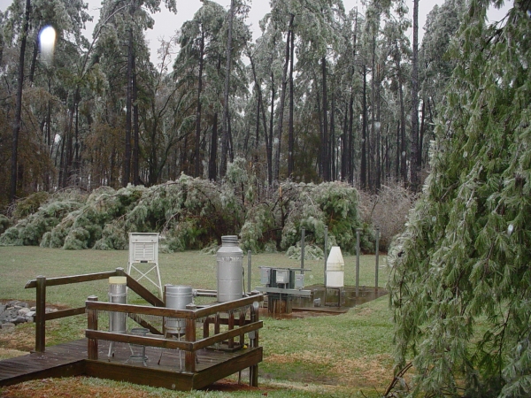 Pine trees bent over by ice at NWS Office at GSP Airport, Greer, SC