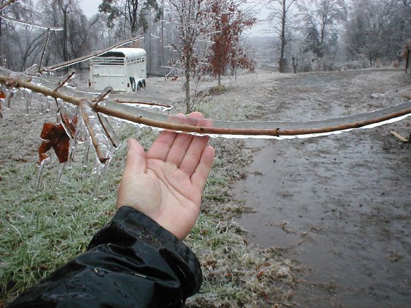 Ice accumulation of 1/2 inch on tree branch near Columbus, NC