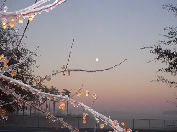Ice remains on tree limbs at GSP Airport at sunrise, 16 December 2005