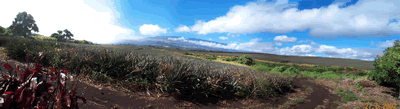 Pineapple Plantation (Maui) (photo by Joan Albert & Paul Mikolay)