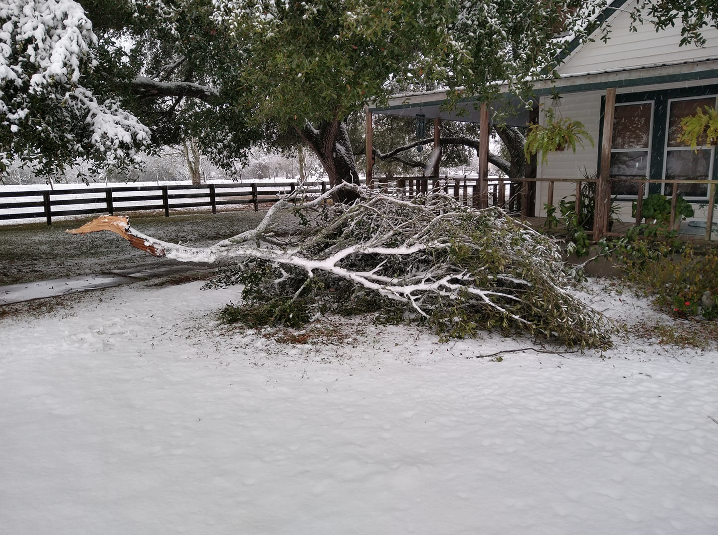 Tree Limb Down in Caldwell (via Dan Kuciemba on Facebook)