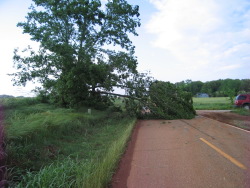 Minor tree damage caused by the tornado near Triana.
