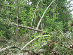 Damage to pine trees within the Wheeler Wildlife Refuge near Blackwell Swamp was extensive.