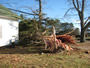 Collapsed tree near house in Belle Mina