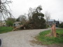 Snapped tree at house between Huntland and Maxwell