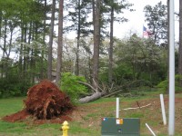 This large tree was uprooted by the tornado.