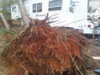Several trees were downed at Jackson County Park in Scottsboro. (Courtesy Holly Britton) 