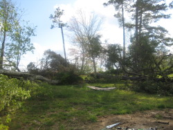 The tornado snapped several trees along Ingram Road, at the beginning of the damage path.