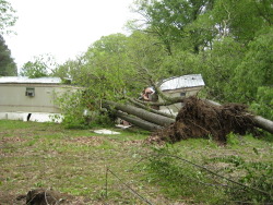 The tornado snapped several trees along Ingram Road, at the beginning of the damage path.