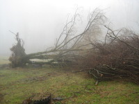 A tree toppled over near the Midway community.