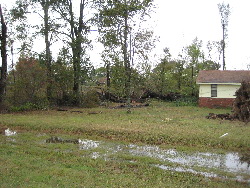 Several small trees and one large tree on the right edge of the residence in this picture were blown down by the tornado.