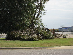  A large tree was snapped from it's base along Greenbrier Road.