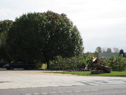 A large tree was snapped from it's base near the intersection of Greenbrier Road and Highway 20.