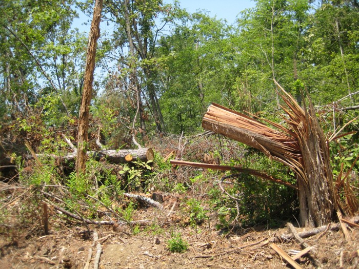 Tree Damage on Buck Island