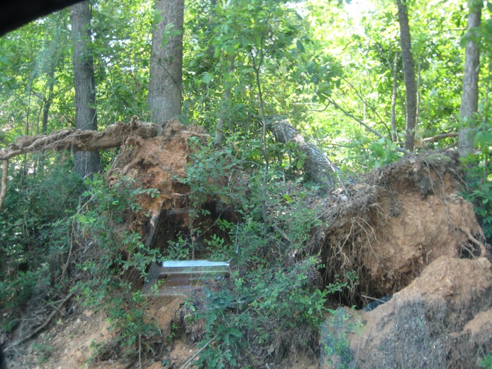 Tree Damage on Buck Island