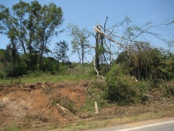 Snapped trees along ridgeline east of Hwy 79