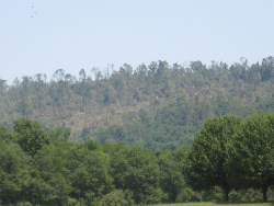 Tree Damage on Buck Island