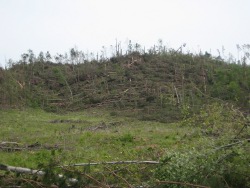  The tornado leveled a large area of trees. You can see the rototation in this photo due to the random nature of how they lie after being blown down.