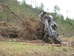 It is hard to recognize this car, as it was thrown over 130 yards before coming to rest on this large uprooted tree.